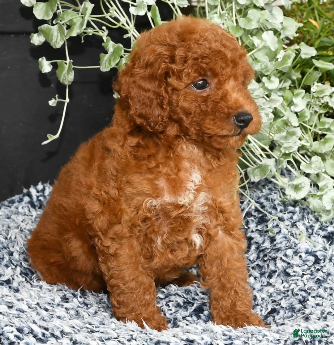 Miniature Poodle dogs for sale: Ranae - Image 7