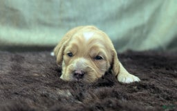 Cockapoo dogs for sale: Stoick - Image 7