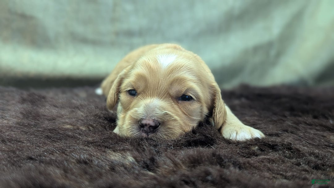 Cockapoo dogs for sale: Stoick - Image 7