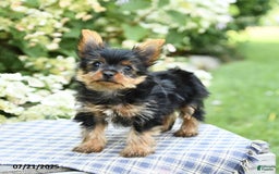 Yorkshire Terrier dogs for sale: Rascal - Image 3