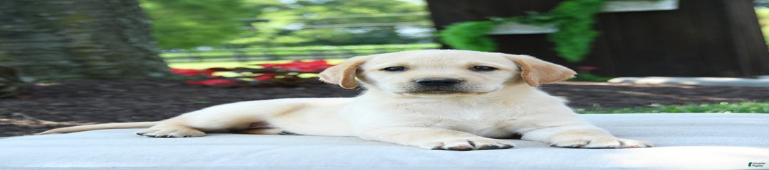 Winston