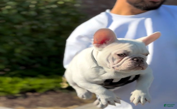 French Bulldog dogs for sale - Ad 1