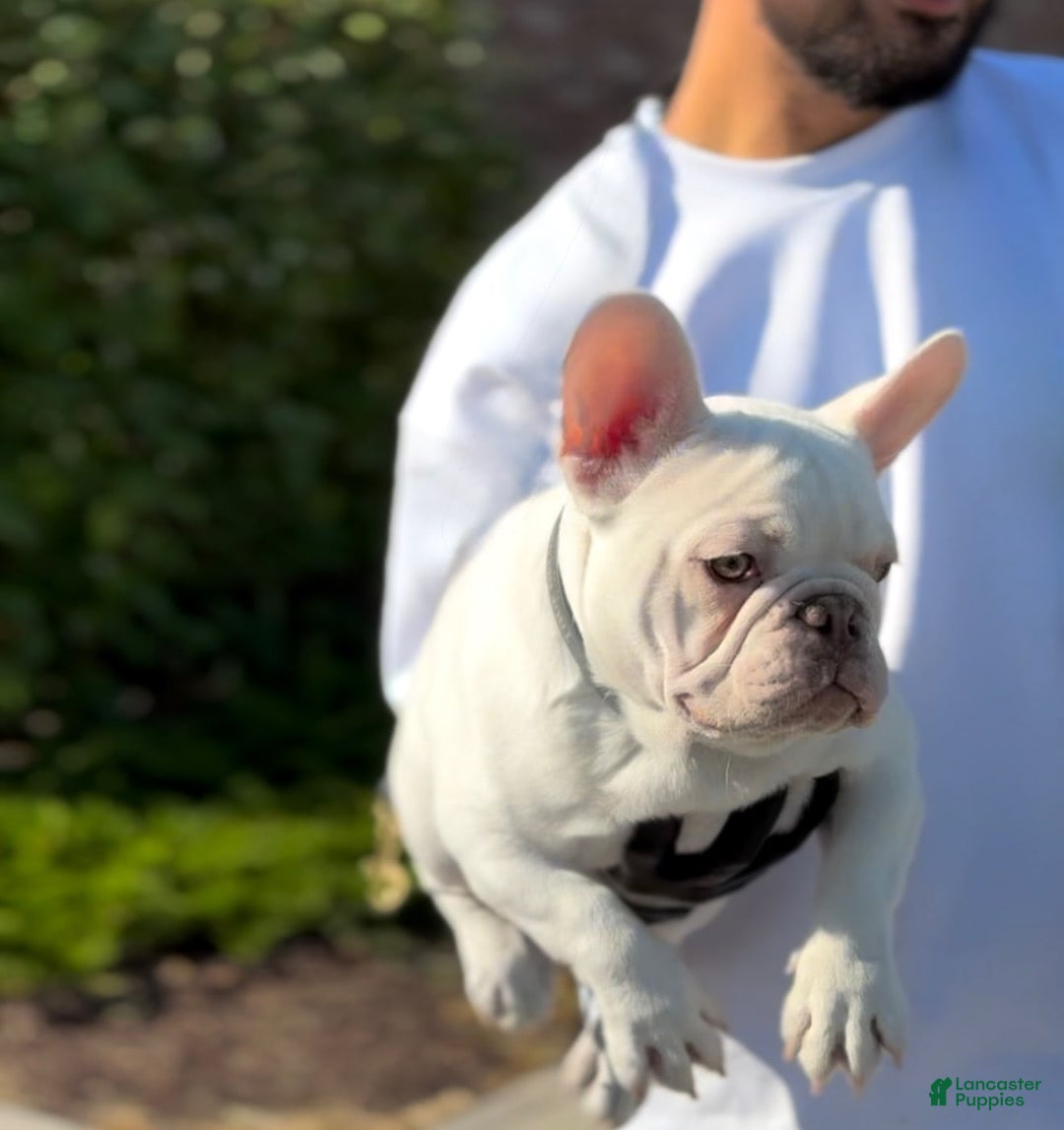 French Bulldog dogs for sale: Marshmallow - Image 1