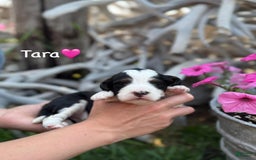 Aussiedoodle dogs for sale: Tara - Image 1