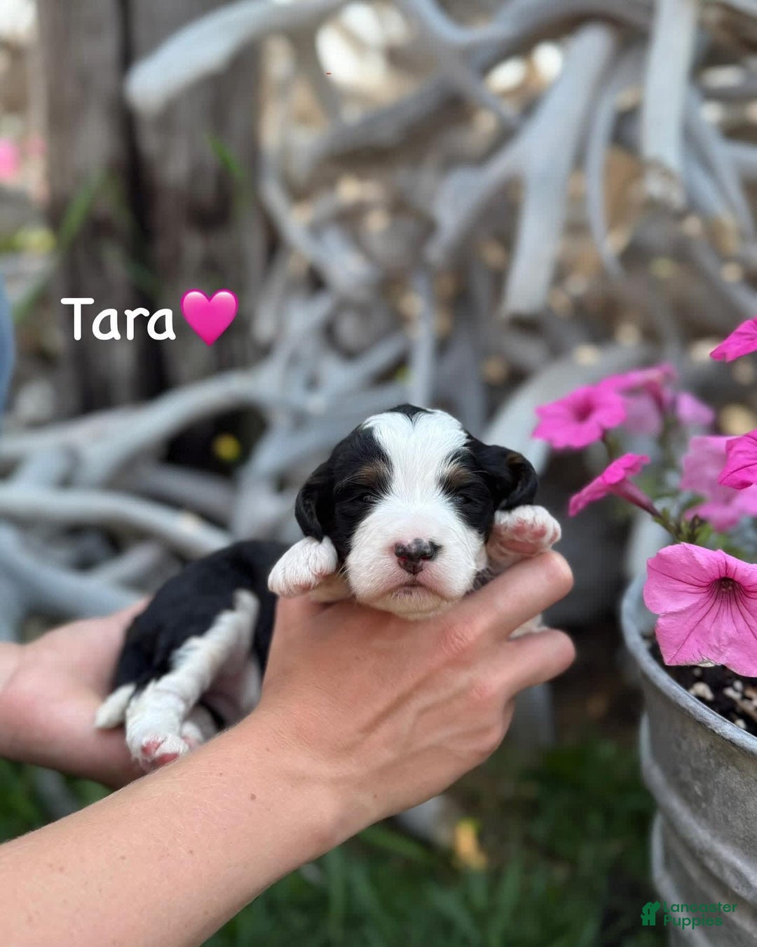 Aussiedoodle dogs for sale: Tara - Image 1