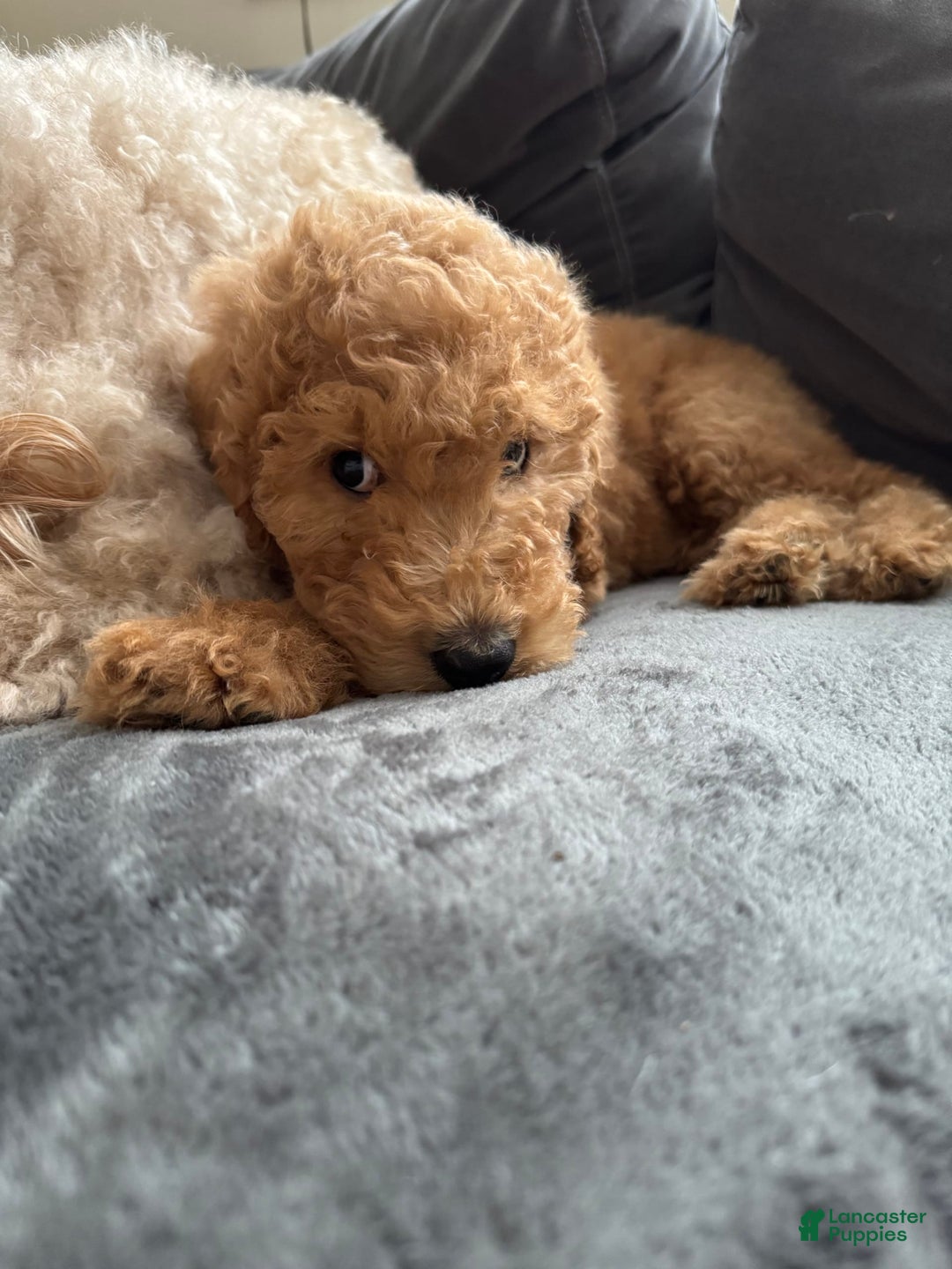 Goldendoodle dogs for sale: Coda - Image 2