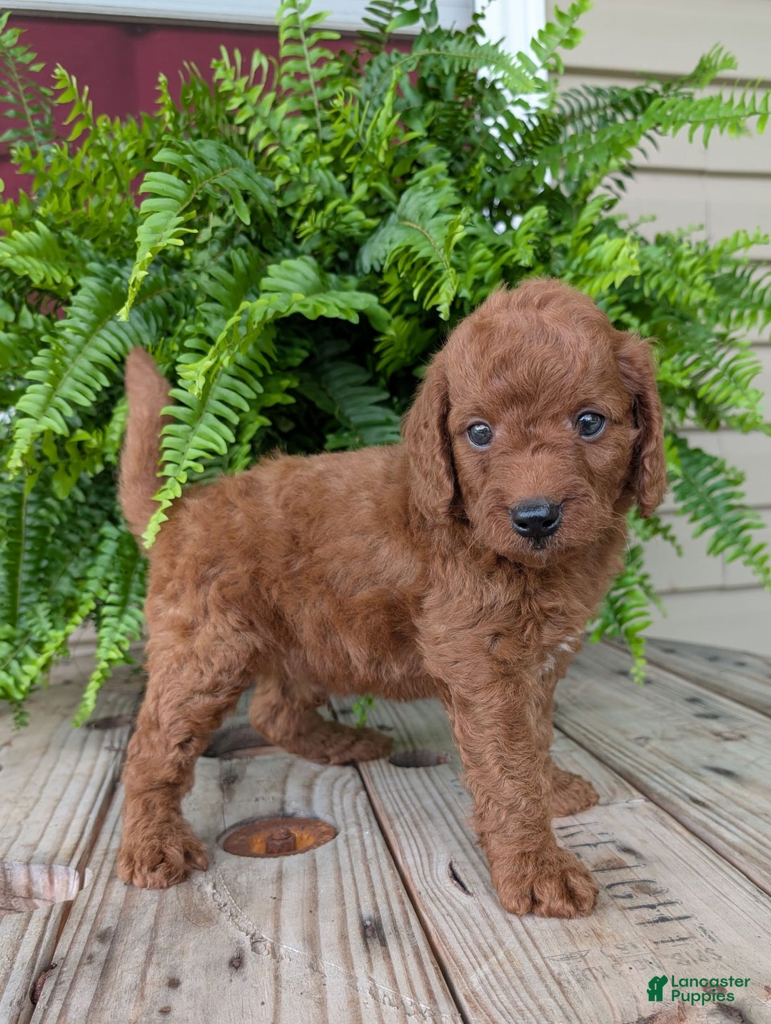 Mini Goldendoodle dogs for sale: Mini -coner - Image 45