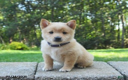 Schipperke dogs for sale: Quentin - Image 2