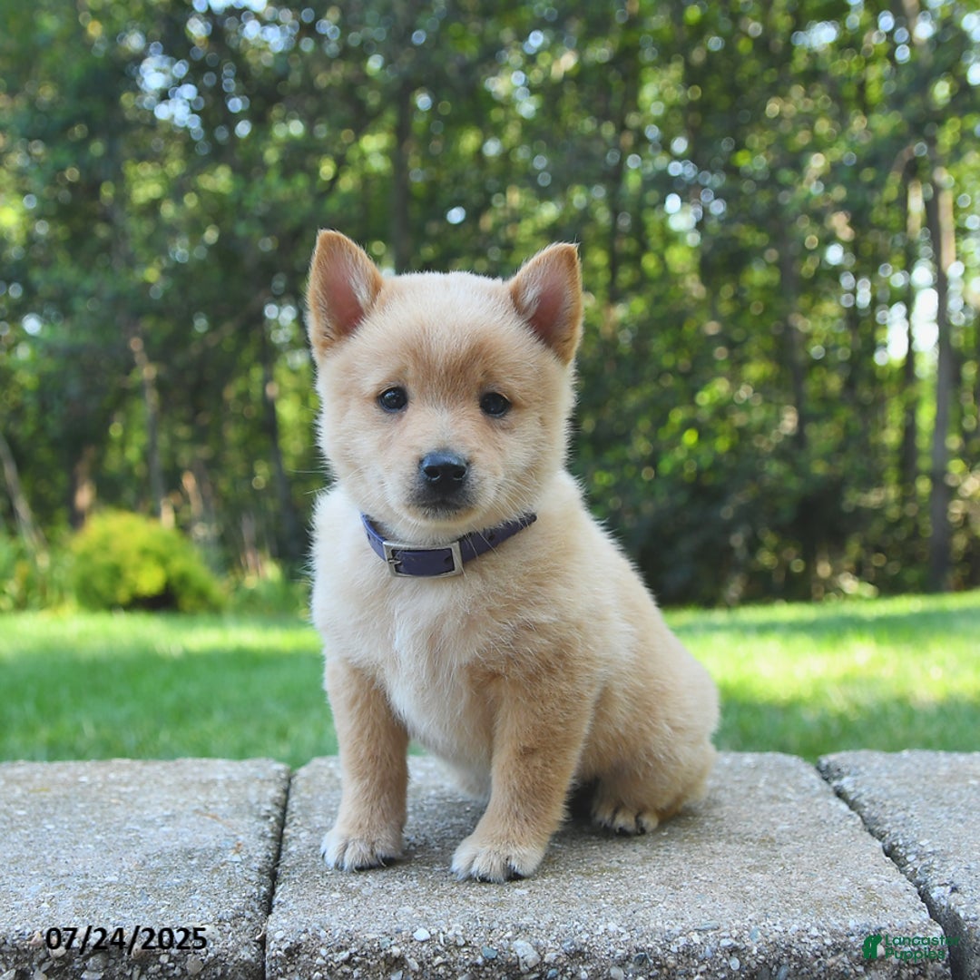 Schipperke dogs for sale: Quentin - Image 2