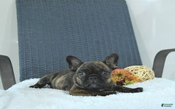 Frenchton dogs for sale: Zeke - Image 14