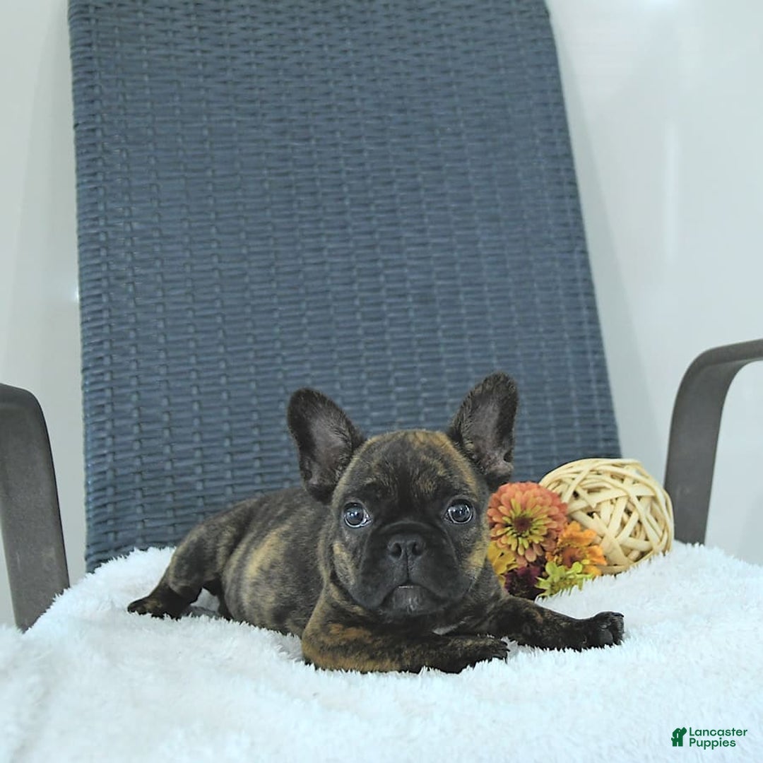 Frenchton dogs for sale: Zeke - Image 14