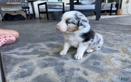 Australian Shepherd dogs for sale: Yellow Collar - Image 3