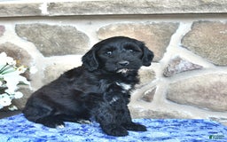 Goldendoodle dogs for sale: Star - Image 5