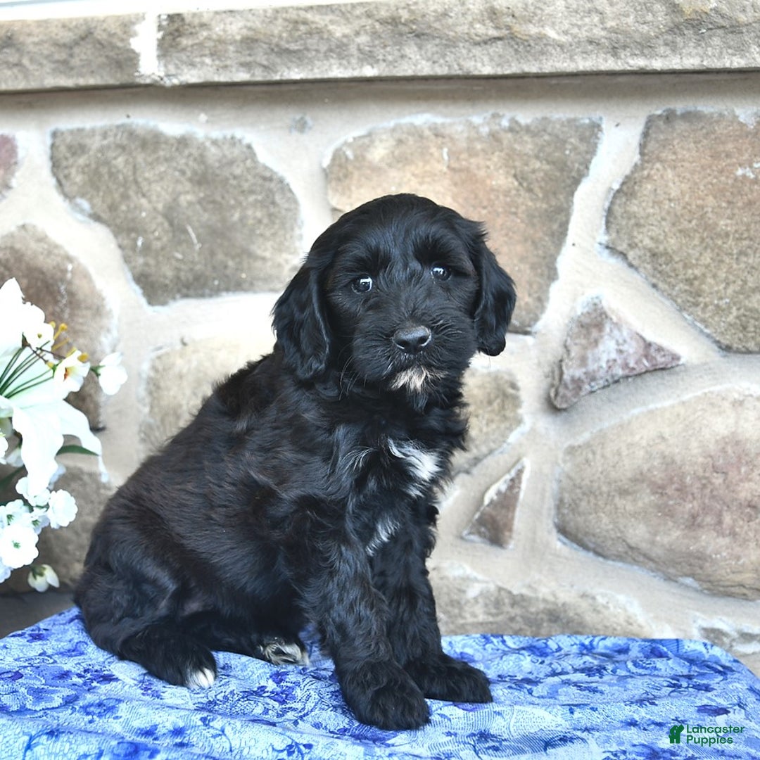 Goldendoodle dogs for sale: Star - Image 5