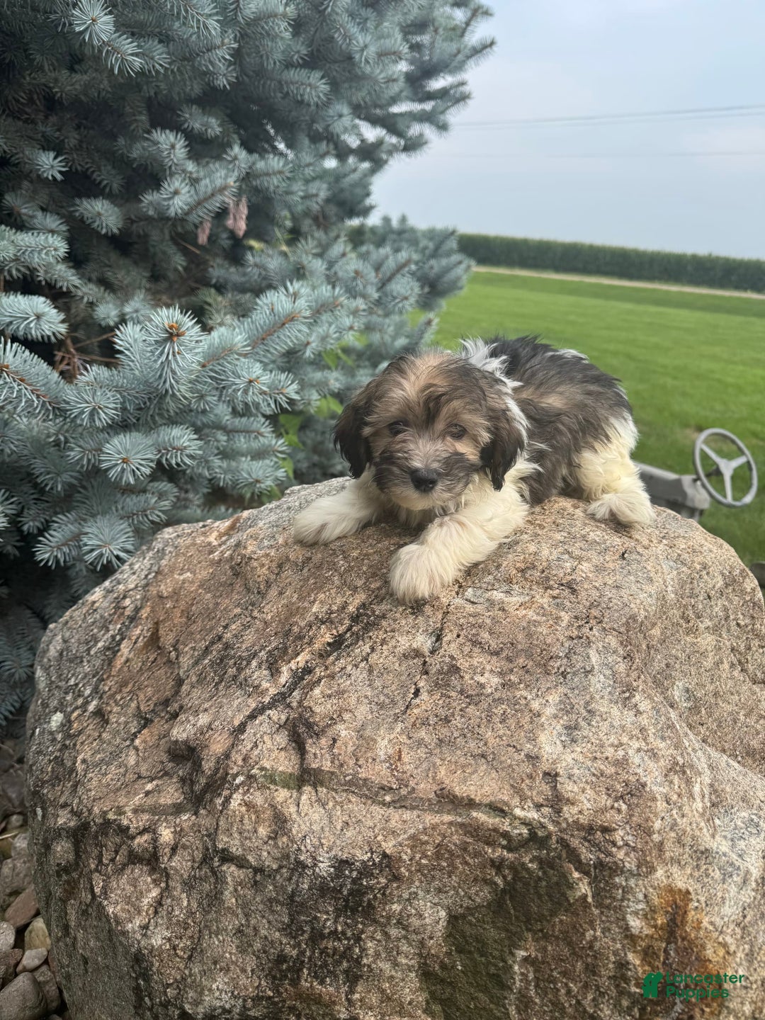 Havanese dogs for sale: Phoneix - Image 2