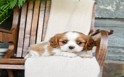 Cavalier King Charles Spaniel dogs for sale: Stacy - Image 10