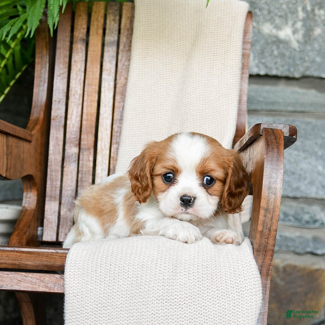 Cavalier King Charles Spaniel dogs for sale: Stacy - Image 10