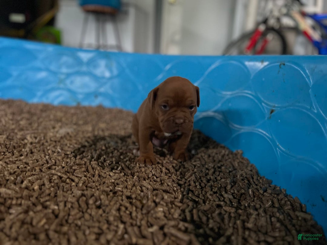 Olde English Bulldogge dogs for sale: Keni - Image 4