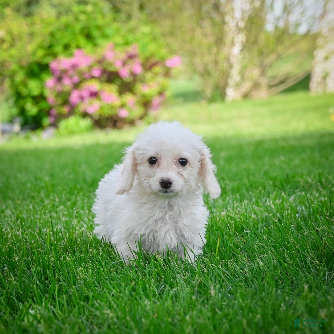 Bichpoo dogs for sale: Betty - Image 1