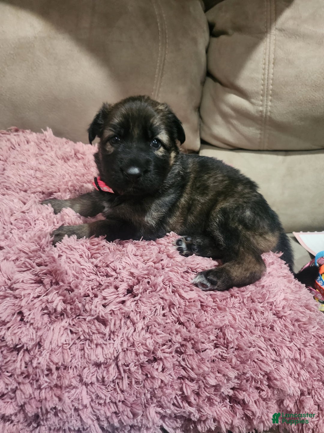German Shepherd dogs for sale: Mia - Image 1