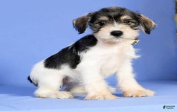 Miniature Schnauzer dogs for sale: Bethany - Image 7