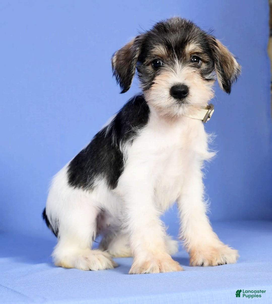 Miniature Schnauzer dogs for sale: Bethany - Image 7