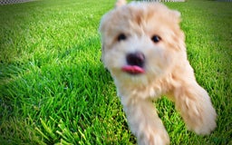 Havapoo dogs for sale: Wags - Image 33