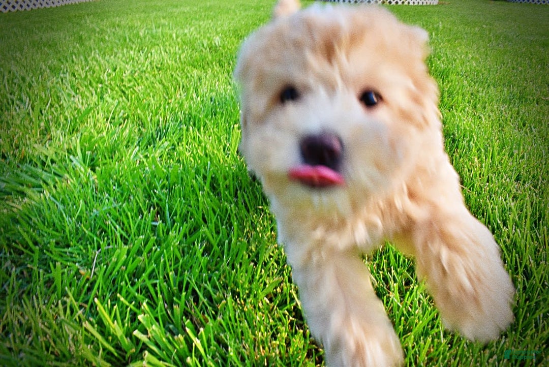 Havapoo dogs for sale: Wags - Image 33