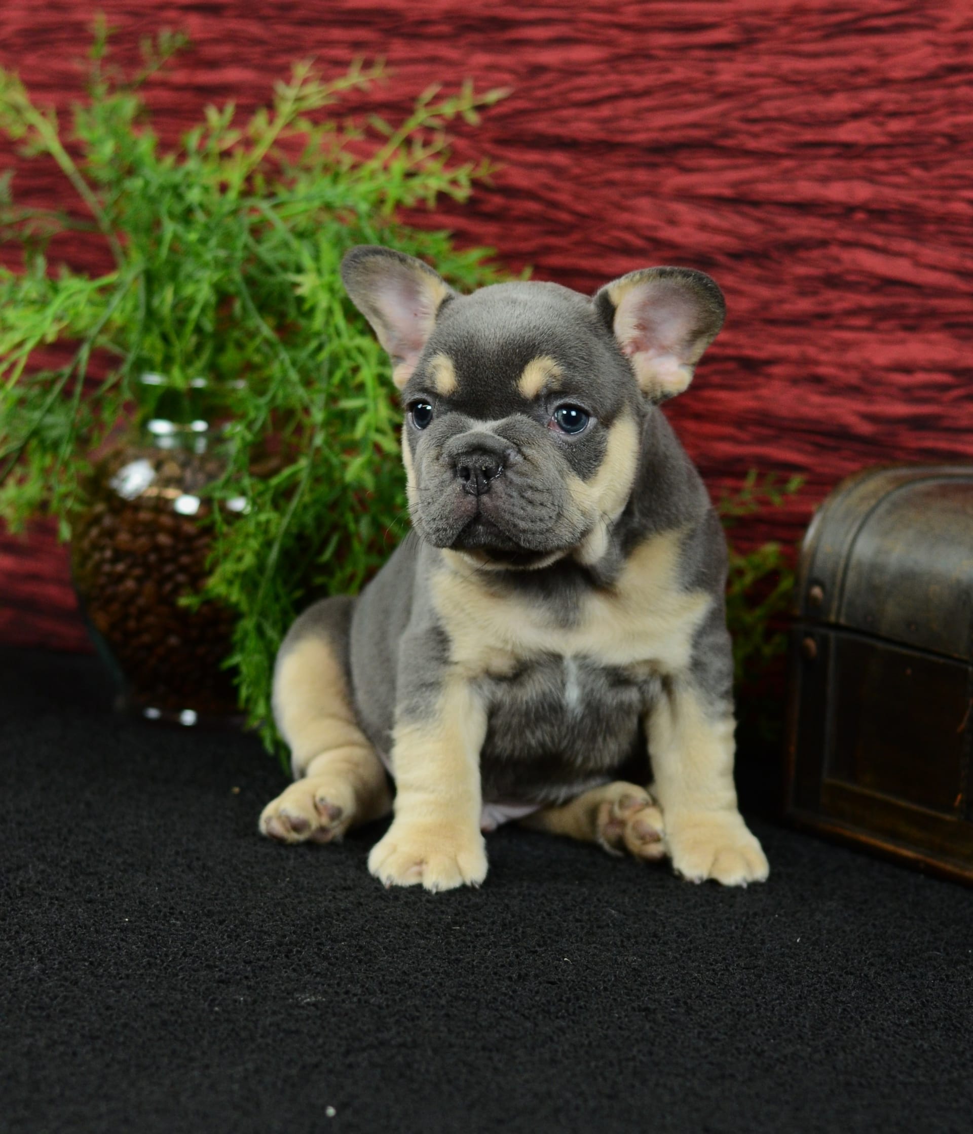 French Bulldog dogs for sale: Trooper - Image 11