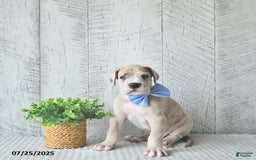 Great Dane dogs for sale: Russell - Image 4