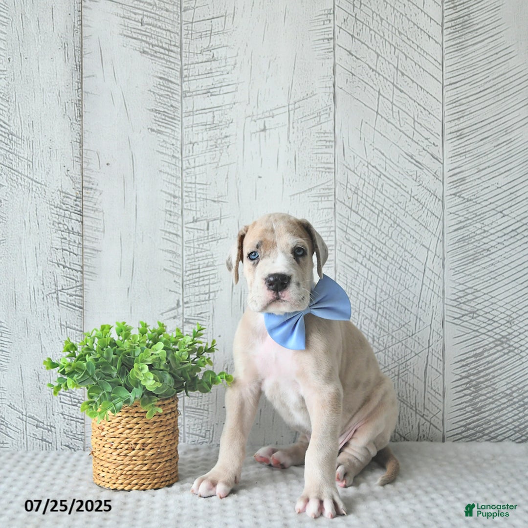 Great Dane dogs for sale: Russell - Image 4