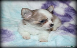 Chihuahua dogs for sale: Longhair Cortez - Image 2