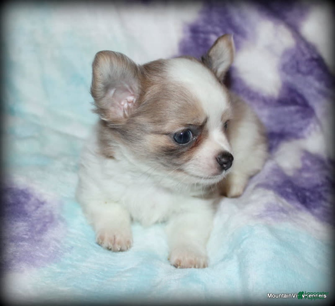 Chihuahua dogs for sale: Longhair Cortez - Image 2