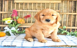 Golden Retriever dogs for sale: Golden Retriever 11 puppies - Image 1