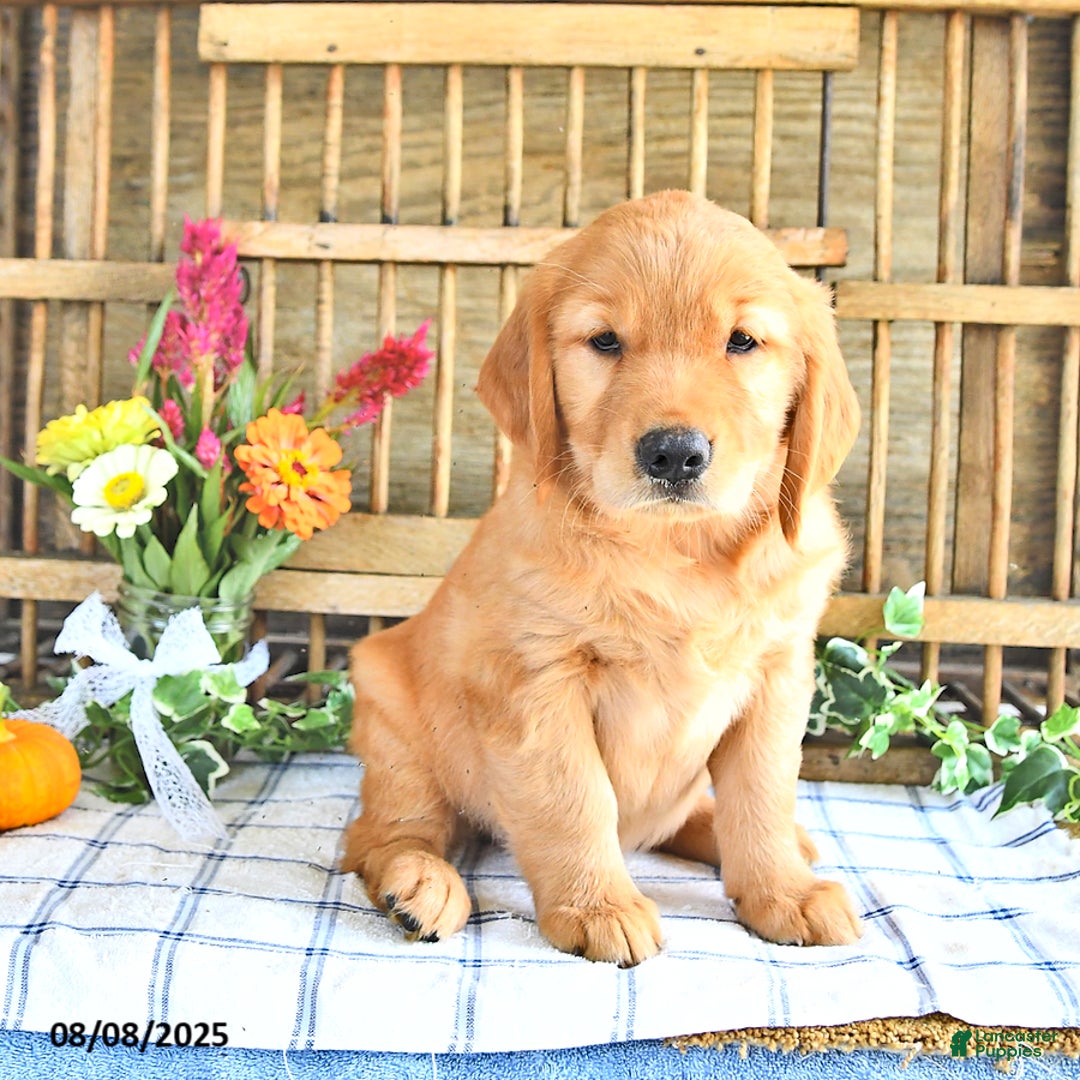 Golden Retriever dogs for sale: Golden Retriever 11 puppies - Image 1