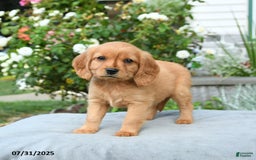 Miniature Golden Retriever dogs for sale: Sage - Image 1