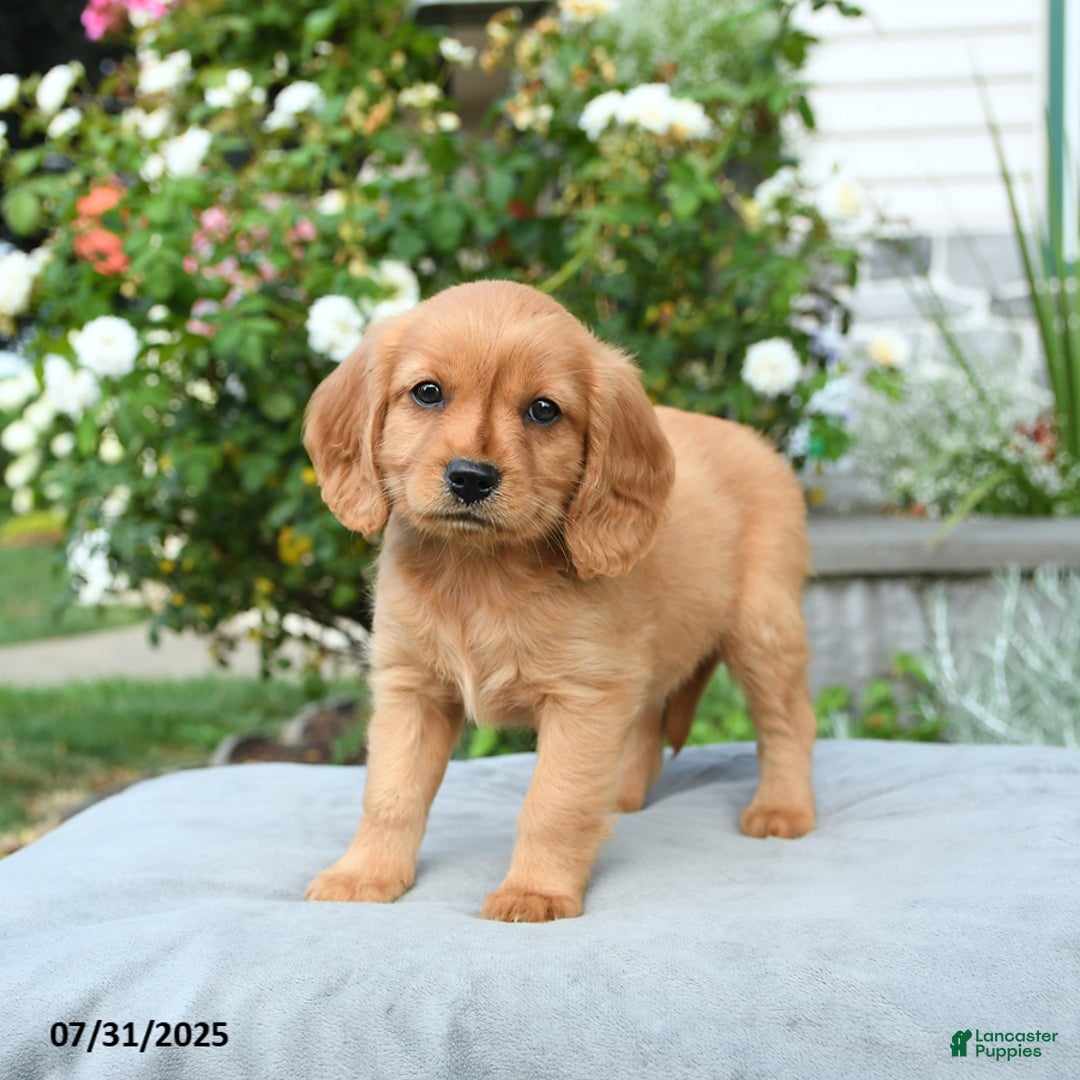 Miniature Golden Retriever dogs for sale: Sage - Image 1