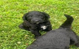 Goldendoodle dogs for sale: Ash - Image 1