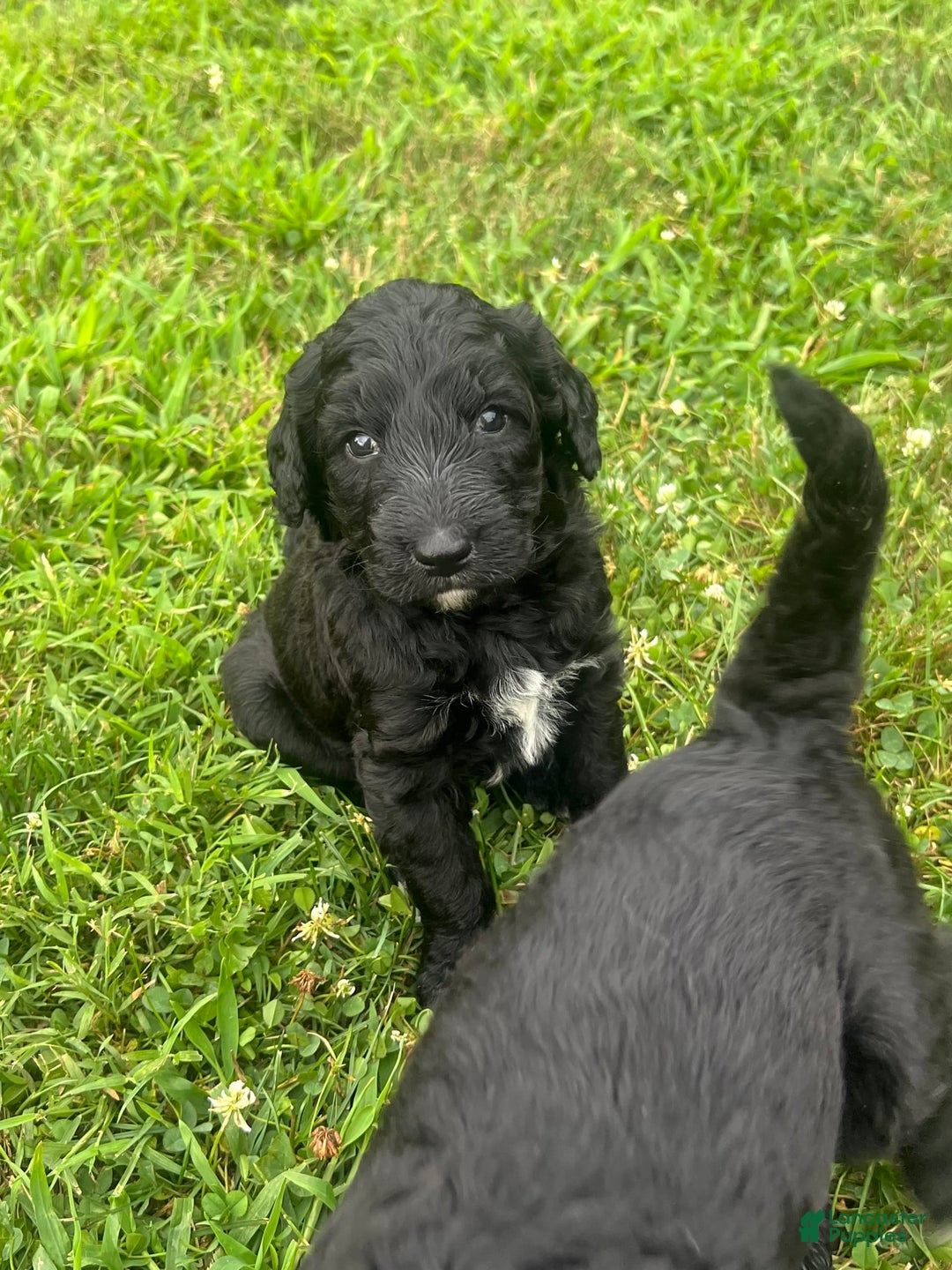 Goldendoodle dogs for sale: Ash - Image 1