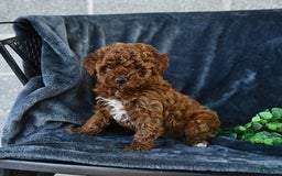 Mini Goldendoodle dogs for sale: Lacey - Image 11