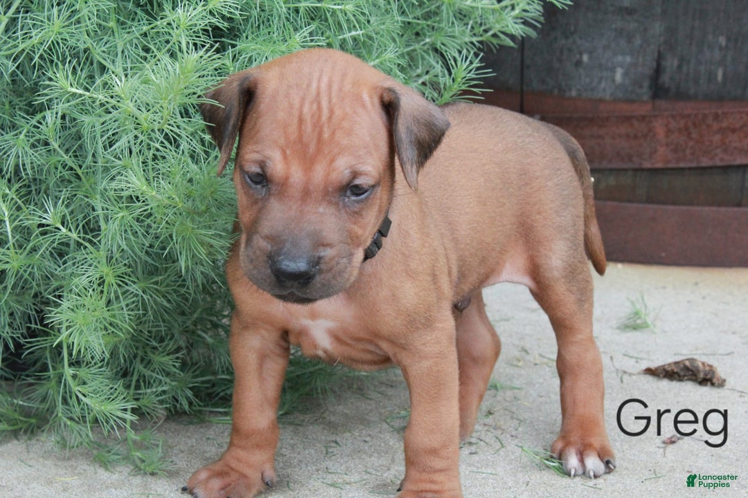 Rhodesian Ridgeback dogs for sale: Greg - Image 8