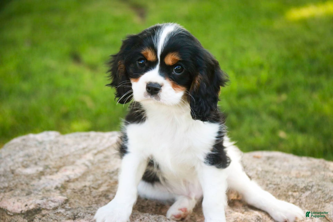 Cavalier King Charles Spaniel dogs for sale: Nero - Image 13
