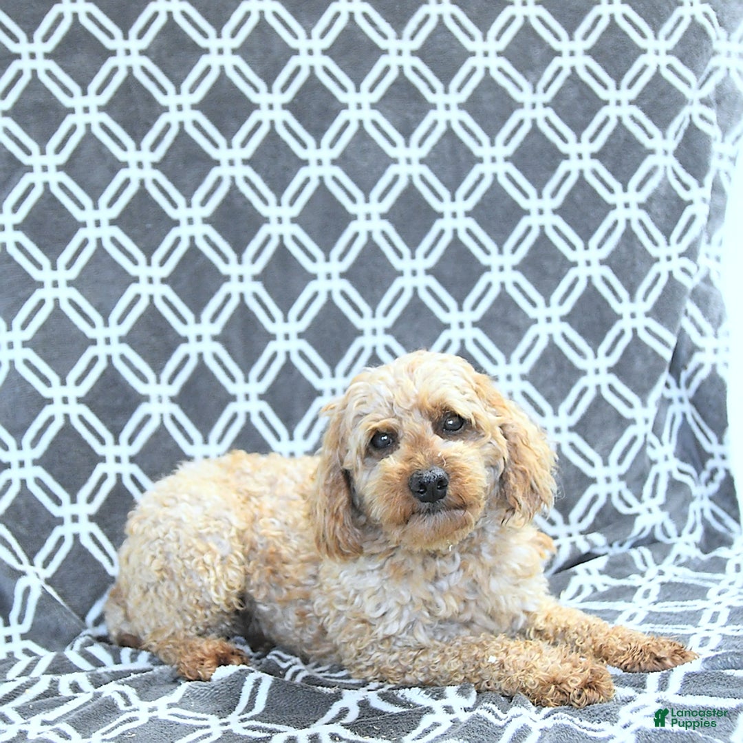 Mini Goldendoodle dogs for sale: Kai - Image 17