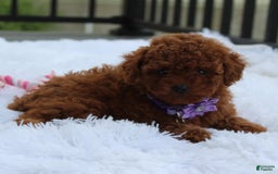 Toy Poodle dogs for sale: Honey - Image 13