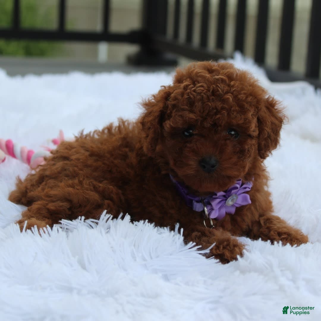 Toy Poodle dogs for sale: Honey - Image 13