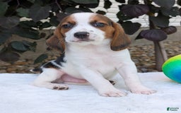 Beagle dogs for sale: Charlie - Image 8