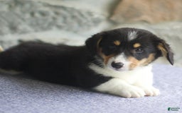 Welsh Corgi Pembroke dogs for sale: Kevin - Image 8