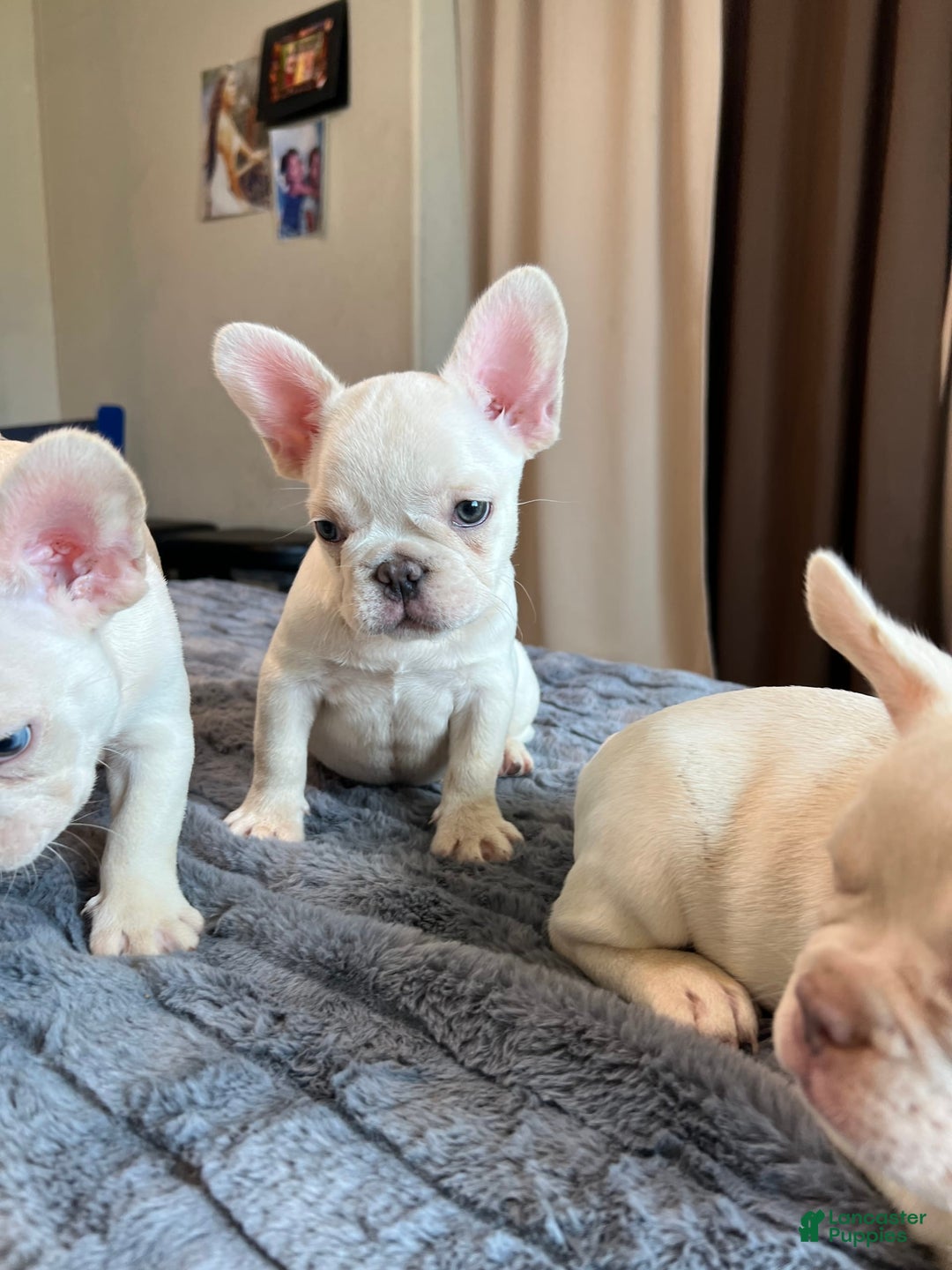 French Bulldog dogs for sale: Sunday - Image 2