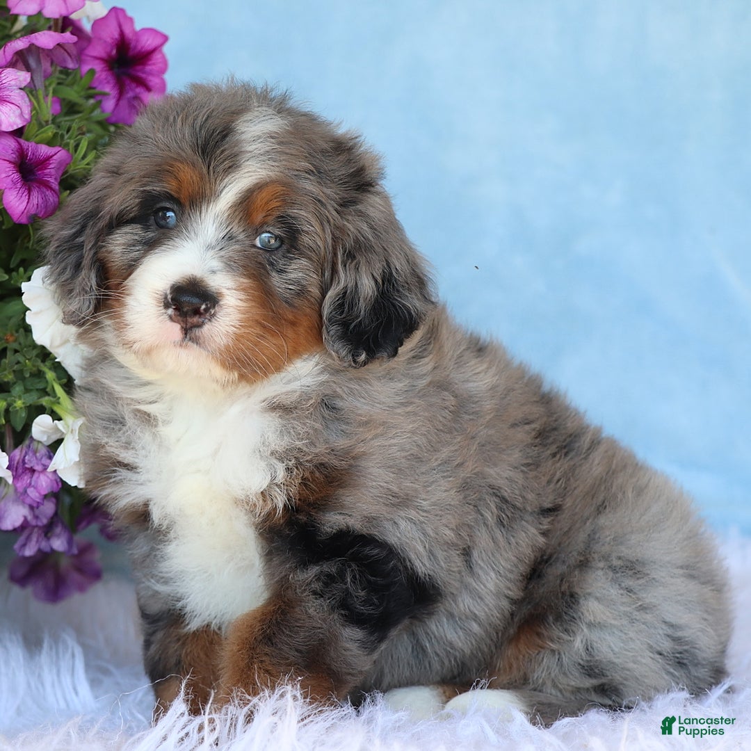Mini Bernedoodle dogs for sale: Lonni - Image 2