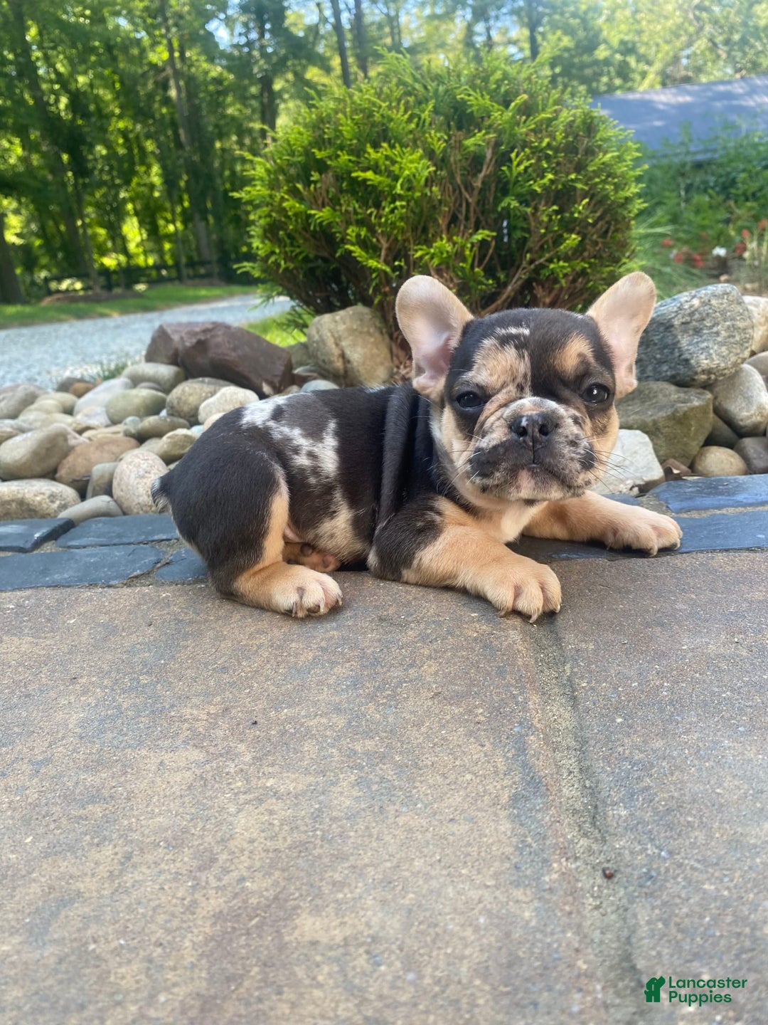 French Bulldog dogs for sale: Rocky - Image 7